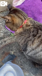 さわさわさわさわ...🐱❤️