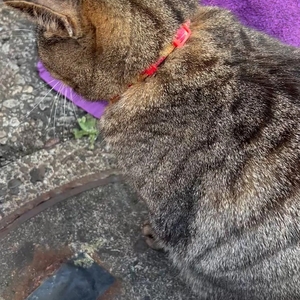 さわさわさわさわ...🐱❤️