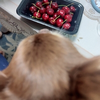 『我が家の末っ子君』