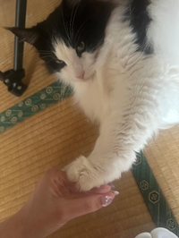 むにゅ…🐾໊