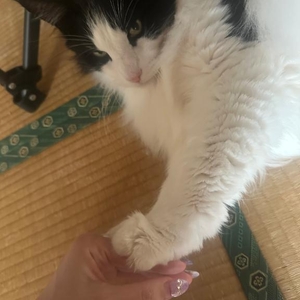 むにゅ…🐾໊