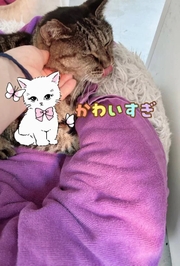 舌ペロ👅とらちゃん