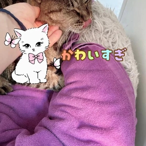 舌ペロ👅とらちゃん