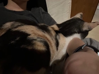 幸せ込み上げタイム🐱