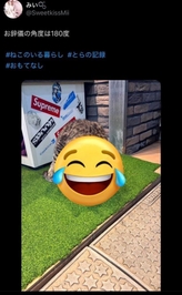 こんにゃ🐱猫写真どお？