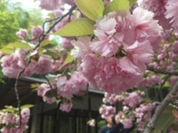 🌸今日もありがとうございました🌸