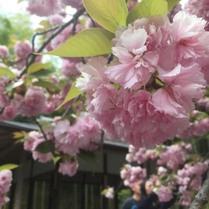 🌸今日もありがとうございました🌸