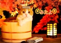 みたよ(*ˊ˘ˋ*)♡