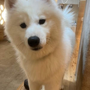 とくべチュ、して♡