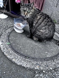 お目目が綺麗なの