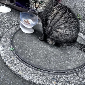 お目目が綺麗なの