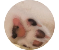 🎀はじめての歩道橋🐶🫧成長感じた日🥺💗🎀