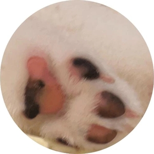🎀はじめての歩道橋🐶🫧成長感じた日🥺💗🎀