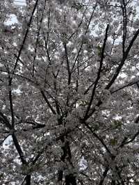 舞🌸