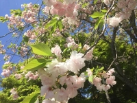おはよん🌸