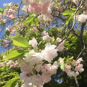 おはよん🌸
