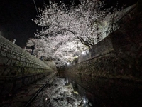 お知らせ⋆📢⋆