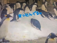 突っ込んでるwwww