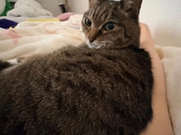 猫の事になるとこれだよ🤷‍♀️💗