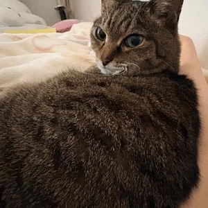 猫の事になるとこれだよ🤷‍♀️💗