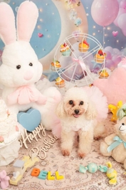 愛犬ちゃんも誕生日🎂