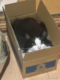 多分おこられる🐱