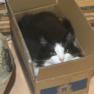 多分おこられる🐱
