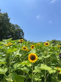 夏の風物詩🌻