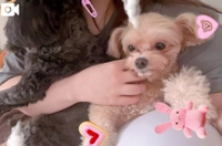 朝から犬まみれ🐶