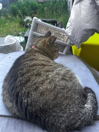 今日のトラちゃん🐱