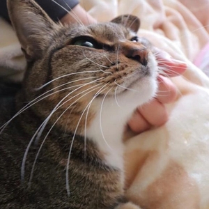 ﾋﾞｸﾄﾘｰ!⸜(* ॑꒳ ॑*  )⸝