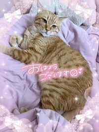 おはにゃん🐾