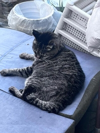 今日のトラちゃん🐱