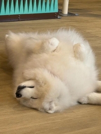わんわん🐶💗