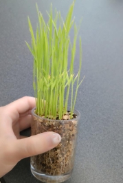 育ててみる🌾🌙