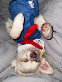 あ！明日からいる！