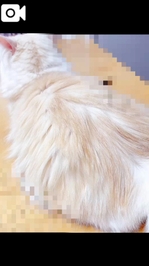🩵 ゆる動画🐈♡（音量注意⚠️）🩵