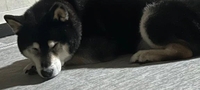 本日出勤できます！