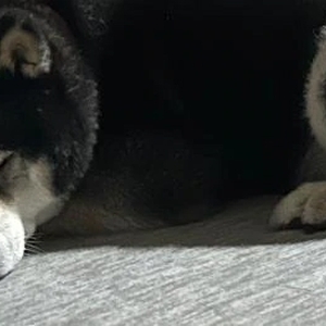 本日出勤できます！