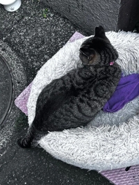 今日のトラちゃん🐱
