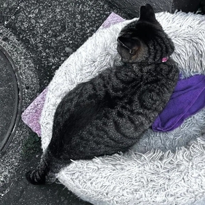 今日のトラちゃん🐱