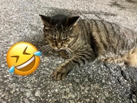 トラちゃん🤣