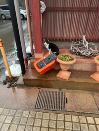 なき