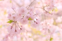 昨日もありがとう〜！🌸