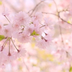 昨日もありがとう〜！🌸