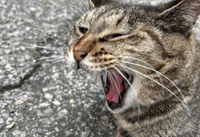 みたよ／シフト