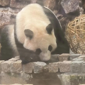 ( ˘ω˘)ｽﾔｧ( ˘ω˘)ｽﾔｧ( ˘ω˘)ｽﾔｧ