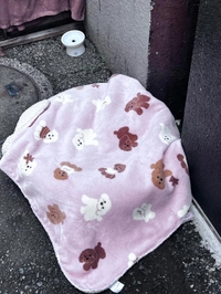今日のトラちゃん🐱