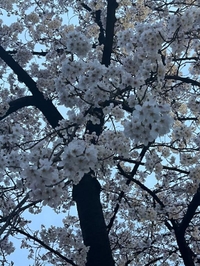 ことねの小言❣️