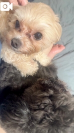 今日は仲良さげ🐶